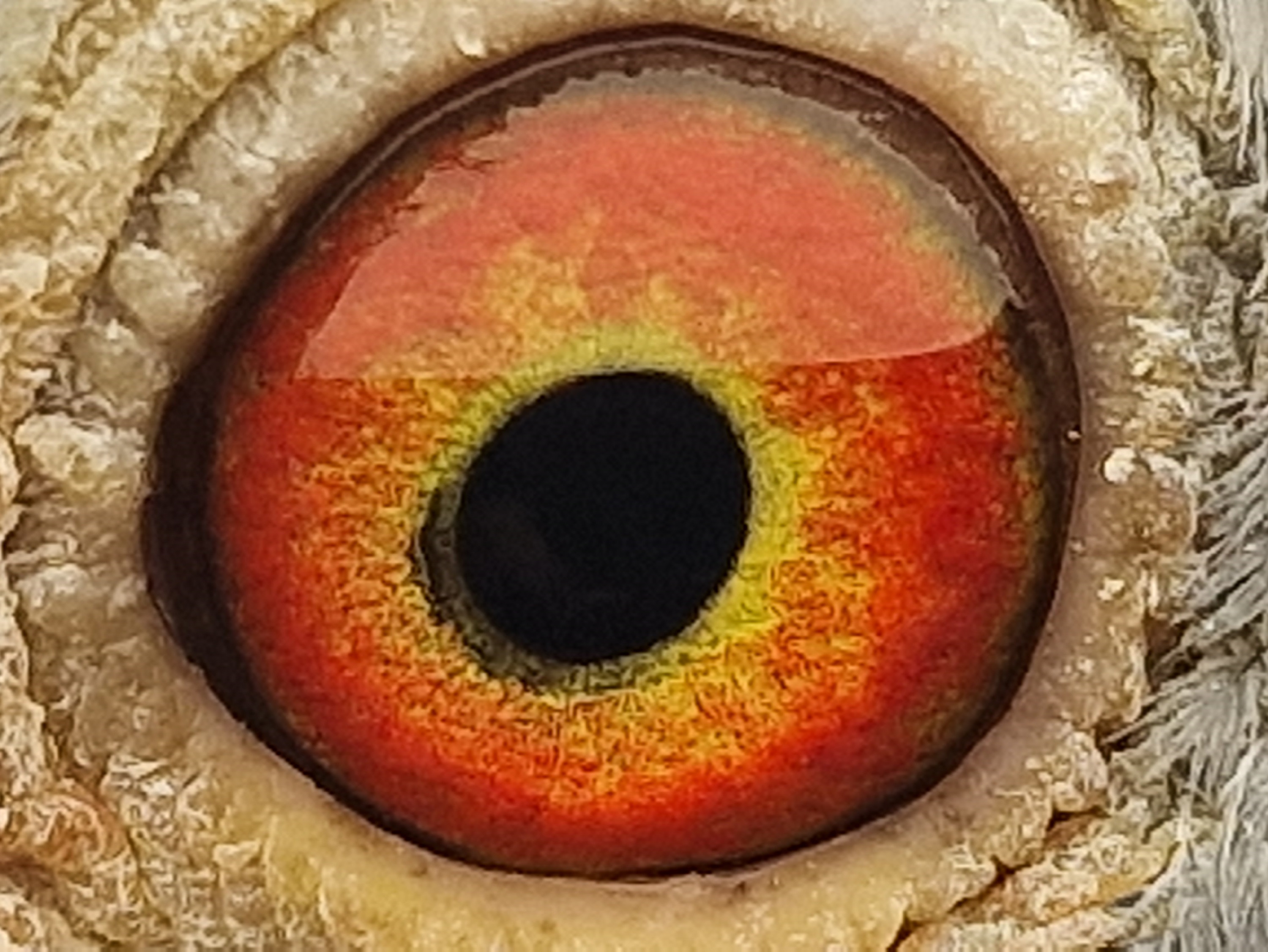 Pigeon eye